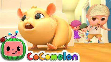 Lost Hamster Cocomelon Nursery Rhymes And Kids Songs Youtube