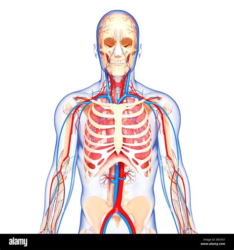 Upper Body Anatomy Artwork High Resolution Stock Photography And