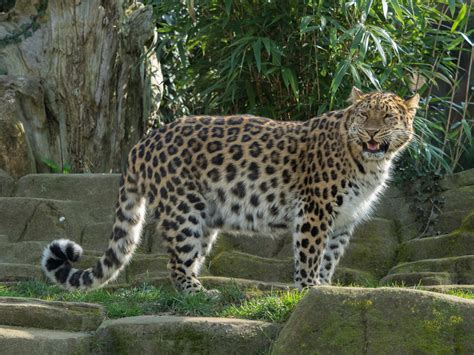 El Leopardo De Amur Por Caleb Animales En Peligro De Extinción