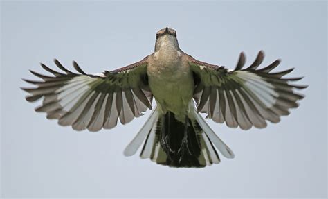 Bird Of The Month Northern Mockingbird — Audubon Society Of Northern