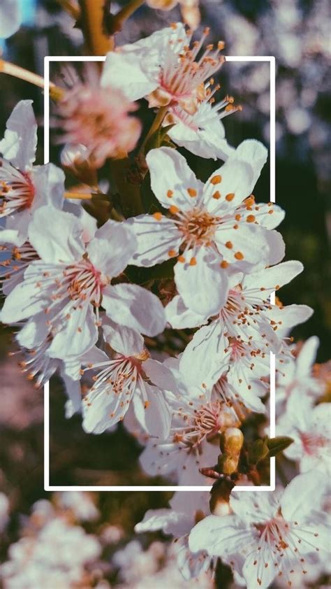 Aesthetic floral wallpapers top free aesthetic floral. 𝐩𝐢𝐧𝐭𝐞𝐫𝐞𝐬𝐭 | @𝐥𝐨𝐯𝐞𝐣𝐮𝐬𝐭𝐢𝐜𝐞𝟎𝟒 | Floral wallpaper iphone ...