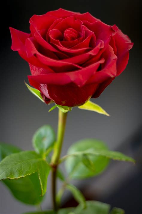 Red Rose In Bloom During Daytime Photo Free Red Rose Image On Unsplash