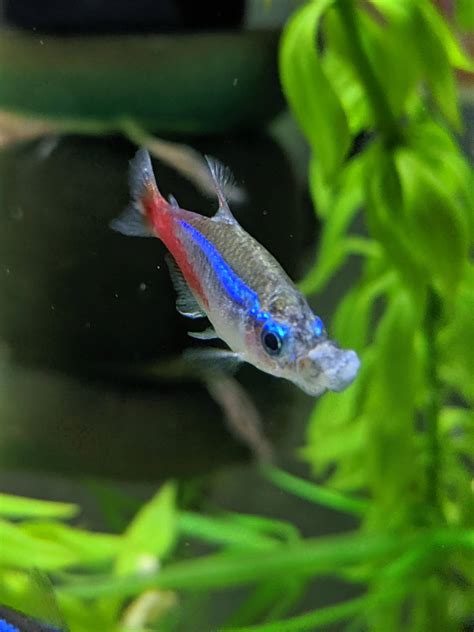 Neon Tetra Complete Care Guide 2020 Tips For Keeping Neon Tetras In An