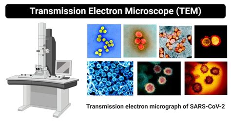 Transmission Electron Microscope Tem Definition Principle Images