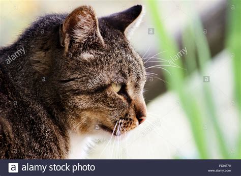 Cat Side Profile Hi Res Stock Photography And Images Alamy