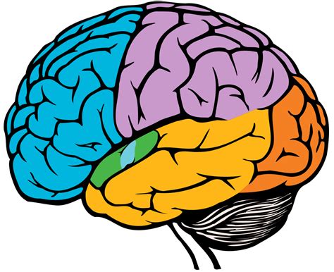 Lobes Of The Brain Stock Photography Human Brain Color Png Clipart My