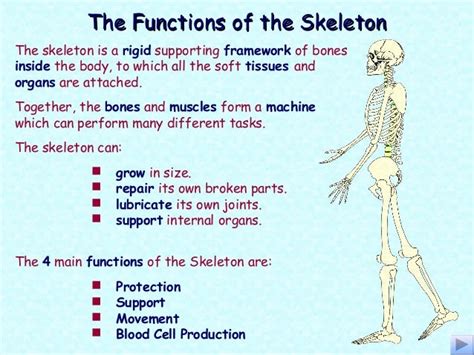 Parts Of Skeletal System And Its Function