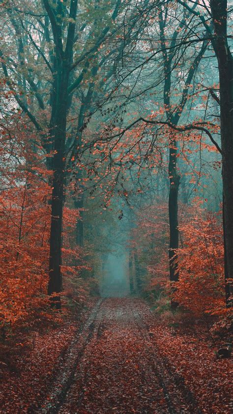 Download Wallpaper 720x1280 Forest Path Fog Nature Autumn Samsung