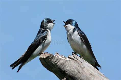 Pair Of Tree Swallows On A Stump Stock Image Image Of Nature Wild 17014975