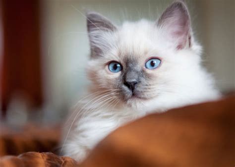 The Most Trendy Cat Names Of 2015