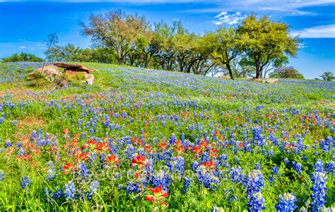 Texas Hill Country Wildflowers Bee Creek Photo