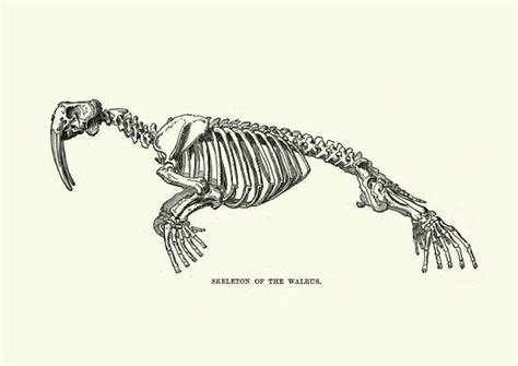 30 Walrus Skeleton Stock Photos Pictures And Royalty Free Images Istock