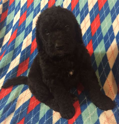 Danoodle puppies are awesome dogs, always wagging their tails, and ready to play. Great Danoodle Puppy! The best of the Great Dane and Standard Poodle! | Standard poodle, Dog ...