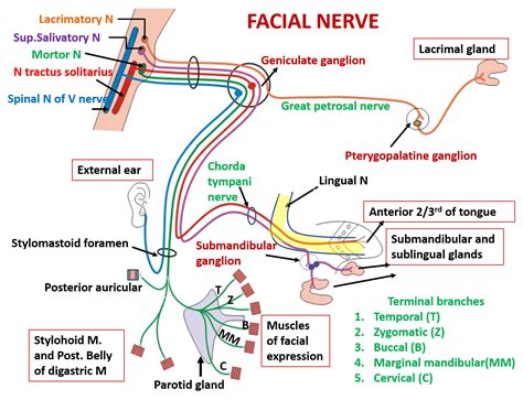 Facial Nerve Nuclei Functional Components Branches And Lesions