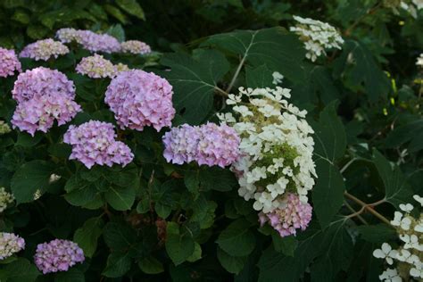 And it costs relatively little. Pruning Summer Flowering Shrubs: Old-Fashioned Hydrangeas ...