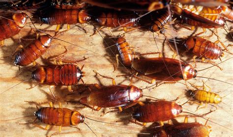 las cucarachas en valencia especies y peligros