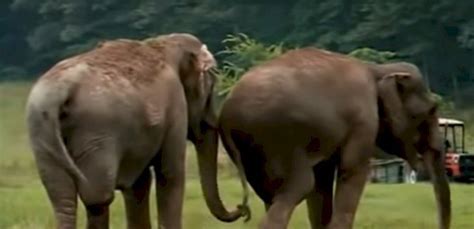 Circus Elephants Separated For 22 Years Meet Again And Video Shows