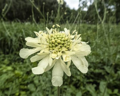 Cephalaria Gigantea Ledeb Bobrov Yellow Giant Scabious Flickr