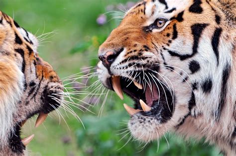 Juga gambar harimau sumatera, harimau albino dan jenis terdapat 16 gambar harimau. Populer Download Gambar Harimau Marah | Goodgambar