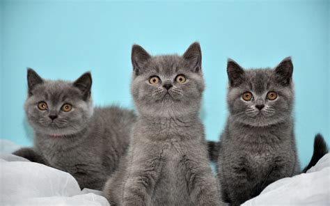 British Shorthair Cat Hq Desktop Wallpaper 19194 Baltana