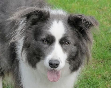 Some border collies would have very thick coats that grooming can be a challenge. Pin by Genoveva Mendoza de García on Dogs, horses, etc ...