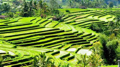 7 Eyepleasing Rice Terraces In Bali Looks Amazing All Year Flokq Blog