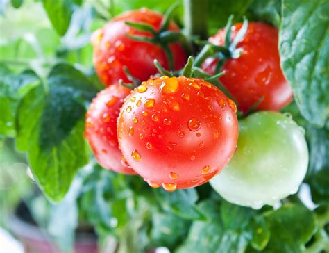 Snakes are carnivores, which means they will eat only meat including each other. How to Prepare and Eat Tomatoes - Low Fat Cooking