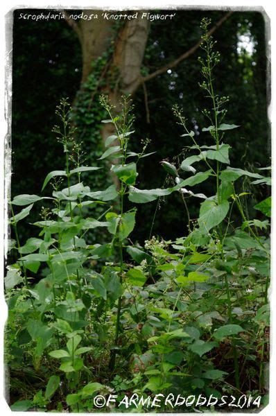 Scrophularia Nodosa ‘knotted Figwort Seeds Papaver Somniferum Seeds