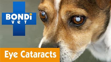 What Are The Signs Of Cataracts In Dogs