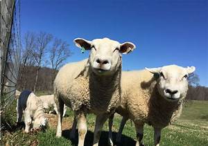 Starting A Sheep Or Goat Enterprise Workshop Farmville Farmville
