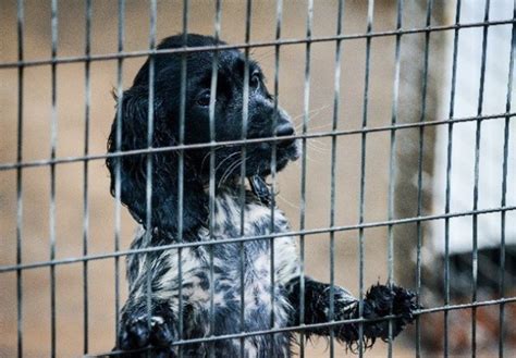 Crackdown On Cruel Puppy Smuggling Trade Could See Tough Curbs On Dog