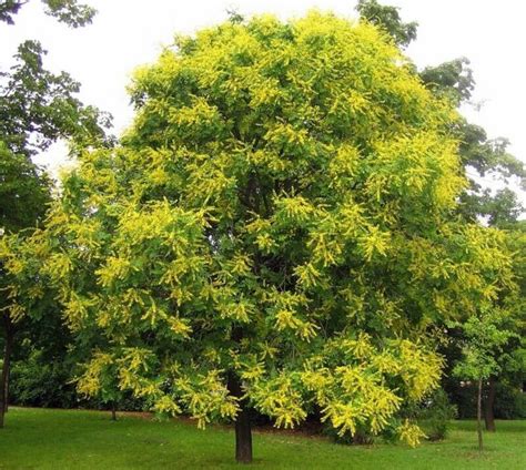 Golden Rain Tree Pride Of India Varnish Tree Koelreuteria Paniculata