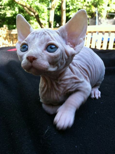 Look At This Sphynx Cats Blue Eyes Cute Animals Cats Baby Cats