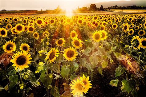 Original Photo Sunflower Field At Sunset Provence France Etsy