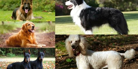 The Smartest Dog Breeds In The World With Images