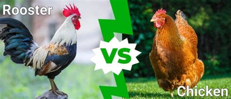 Rooster Vs Chicken Whats The Difference A Z Animals