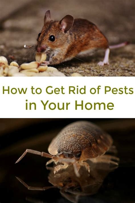 They were around when the black plague decimated the numbers of people living in europe. Tips to Get Rid of A Pest Invasion in Your Home. How to ...