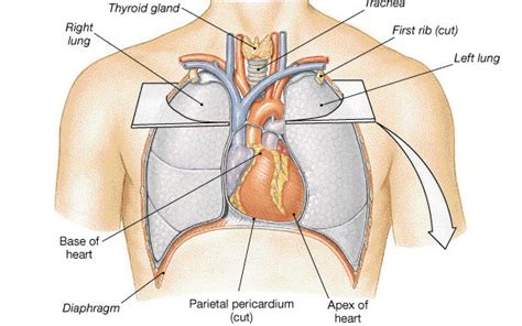 The ribcage is connected to the rest of the human. Where is Your Heart Located? Chest Pains Related with Your ...