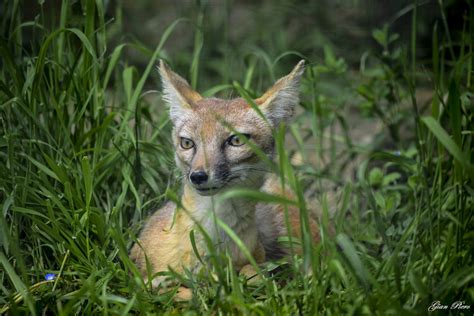 Wallpaper Wildlife Fauna Jackal Grass Kit Fox Terrestrial Animal