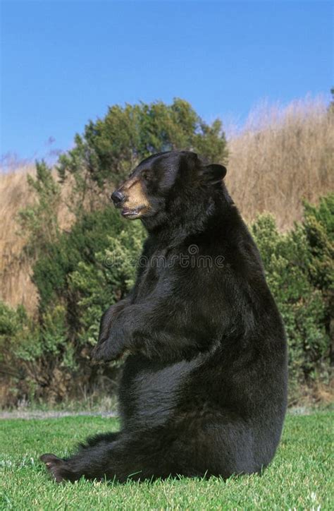 American Black Bear Ursus Americanus Adult Sitting On Grass Stock