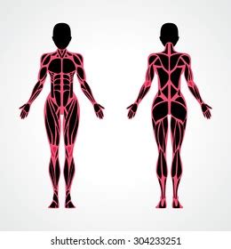 I'll provide an effective and painless way to learn or review anatomy and. Body Muscle Diagram Female