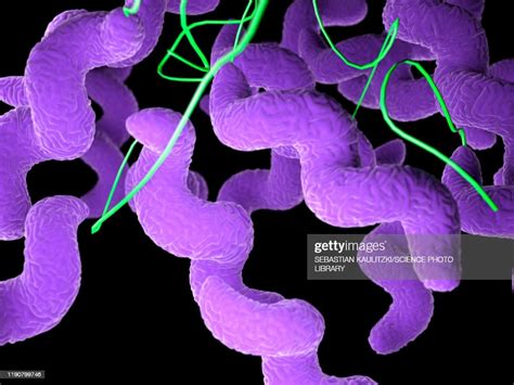 Campylobacter Bacteria Illustration High Res Vector Graphic Getty Images