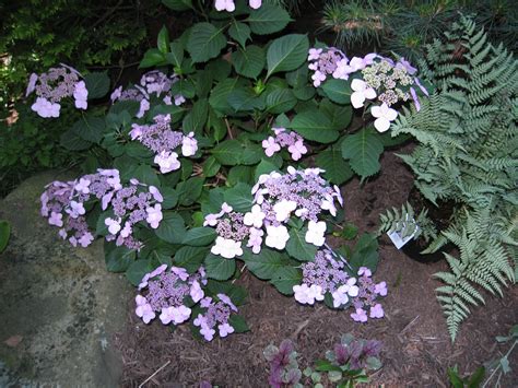 Hydrangea Twist And Shout A Lacecap With Ghost Fern Plants