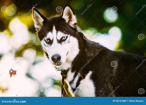 Young Happy Husky Eskimo Dog Sitting In Grass Stock Photo Image Of