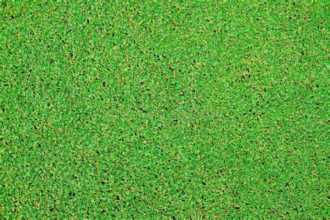 Perfect Green Grass Texture From Golf Field Stock Photo Image Of