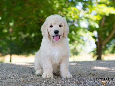 Maverick Trained Olde English Goldendoodle For Sale Ontario — Doodle