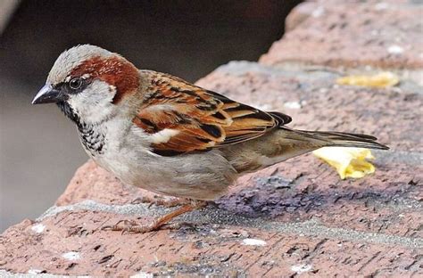 Welche vögel kommen zu ihnen in den garten? Bild: 11 - Vogelarten in der Schweiz: Spatz | Oiseaux des ...