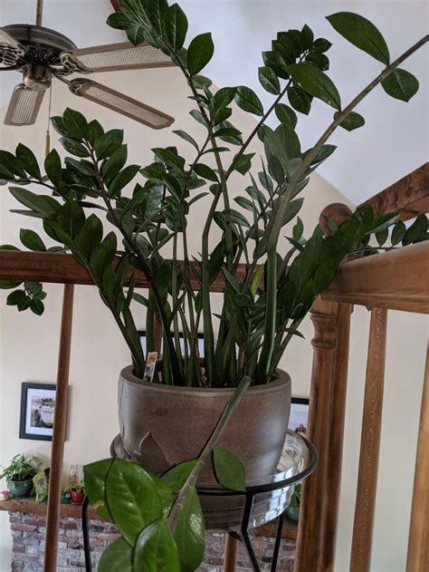 The zz plant is a fantastically easy to grow houseplant. Ask a Question forum: ZZ Plant Too Big - Garden.org