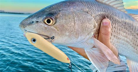 How To Catch Big Redfish Trout And Snook On Topwater In The Summer