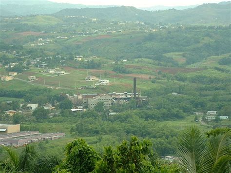 Plantations growing coffee beans in puerto rico are referred to haciendas and are mostly located in the cool and misty higher elevations of the toro negro mountain range. Coffee plantation in San Sebastian, Puerto Rico